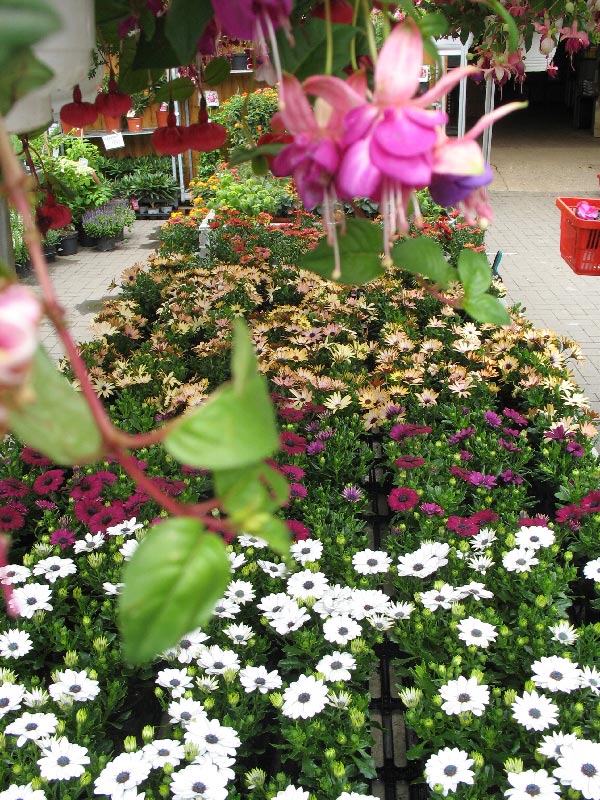 Pflanzen Blumen Hoffmann Hannover